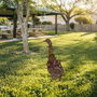 Aberto Design Goose -A 04 Multicolor